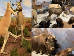 -陕西自然博物馆