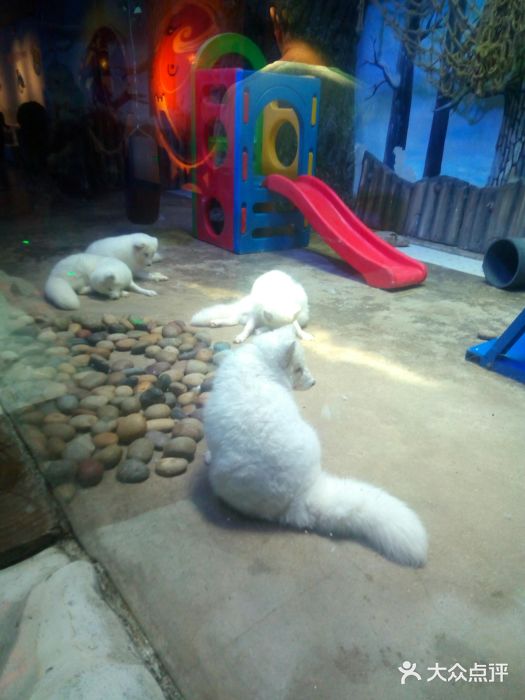 芜湖新华联大白鲸海洋公园图片