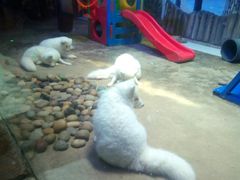 -芜湖新华联大白鲸海洋公园