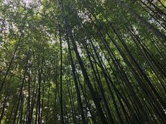 -泰山风景名胜区-普照寺