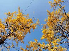 -两江幸福广场