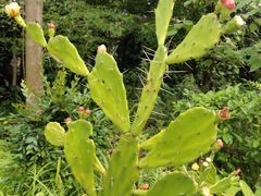 -广西壮族自治区药用植物园