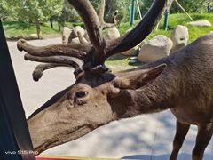 -北京野生动物园