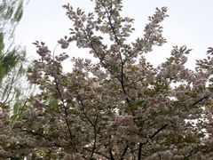 -莲花池公园