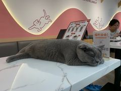 -喵园·猫主题咖啡厅·撸猫·猫咖(国贸店)