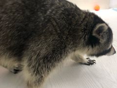 -浣熊柯尔鸭土拨鼠·电玩咖