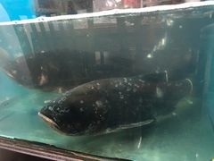-全乐鱼馆·淳牌有机鱼直营店