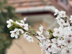 -高东镇樱花园
