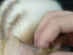 -艾吉宠物医院·疑难杂症转诊中心·猫友好(碧江路院)