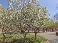 -永定河休闲森林公园