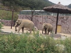 -青岛森林野生动物世界