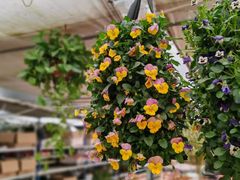 -龙大花卉苗木市场