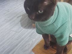 -喵屿·大理花园猫咖