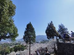 -香雪海