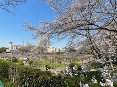 -嘉定紫藤园