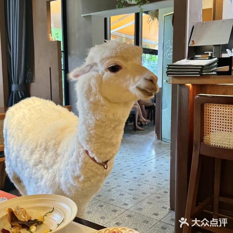🦙羊羊陪伴的高颜值小酒馆🥞