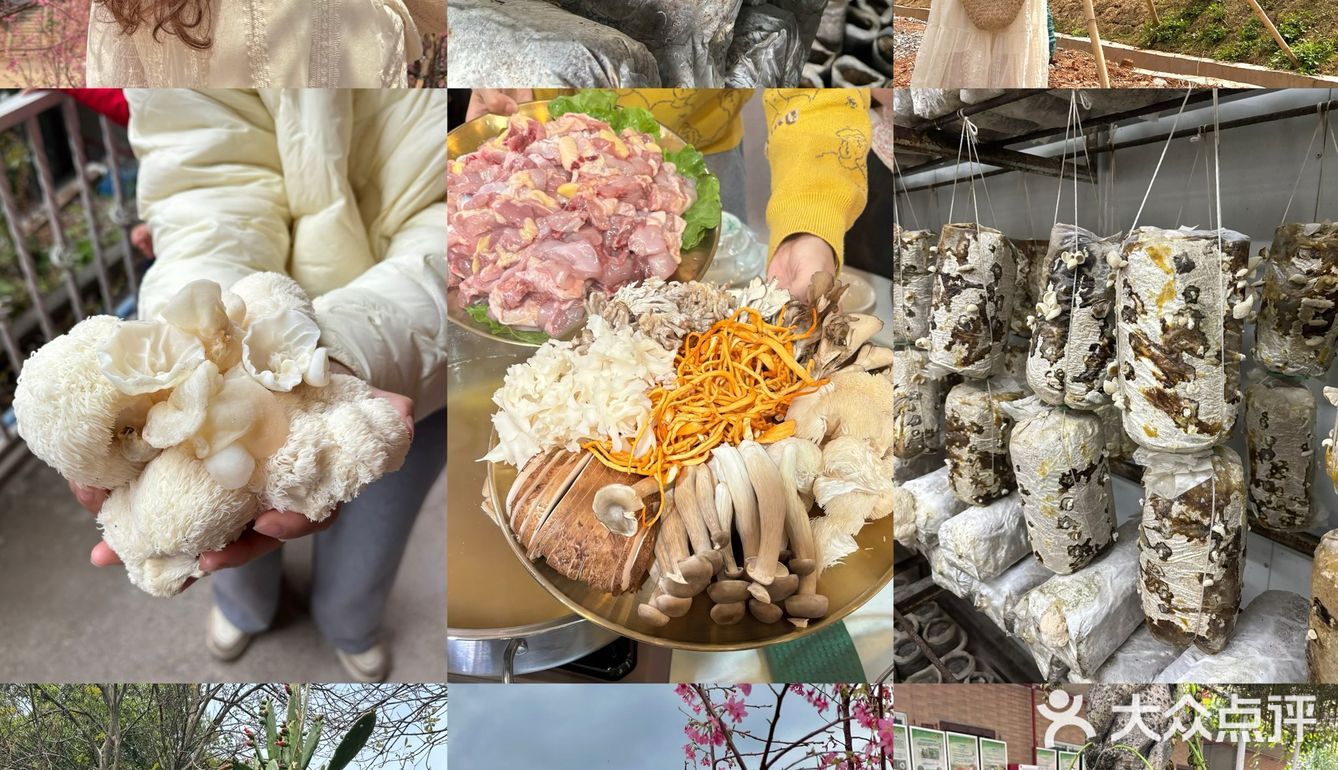 韶关周末去哪玩｜赏樱花🌸采菌子🍄
