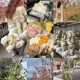 韶关周末去哪玩｜赏樱花🌸采菌子🍄