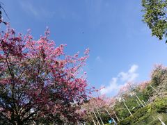 -东部华侨城