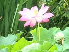 -海淀公园
