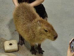 -Zoolung Zoolung动物主题公园(海信广场店)