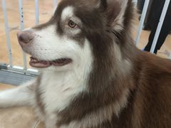 -Let's go狗咖·猫咖·奶狗·桌游(春熙路IFS店)