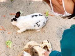 -前小桔亲子创意农场·草莓采摘·露营烧烤