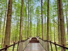 -黄海国家森林公园