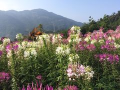 -广州市流溪河国家森林公园