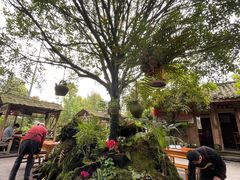 -青城甲(青城山店)