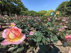 -上海滨江森林公园