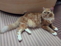 -MOCHA明星猫咖(田子坊店)