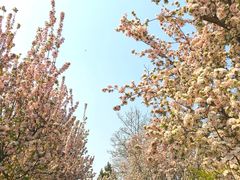 -海棠花溪(元大都城垣遗址公园)