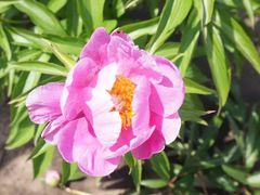 -黑龙江省森林植物园