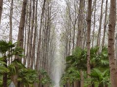 -合肥滨湖国家森林公园