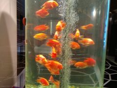 -红鱼湾餐厅(国际大厦店)