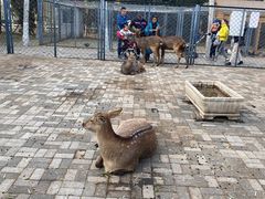 -长白岛森林公园