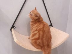 -飞行喵MR PILOT|猫舍·猫咖(静安大融城店)