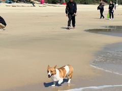 -西涌国际滨海旅游区