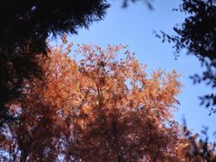 -上海共青森林公园