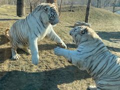 -北京野生动物园