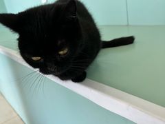 -怪兽屋·羊驼·猫咖·狗咖(俊华广场店)