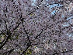 -高东镇樱花园