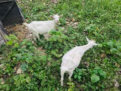 -合肥滨湖国家森林公园