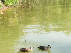 -海珠湖公园