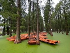 -渌洋湖湿地公园