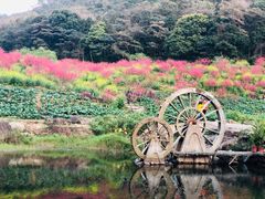 -广州市石门国家森林公园
