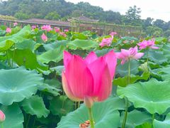 -广州莲花山旅游区