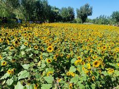 -长白岛森林公园