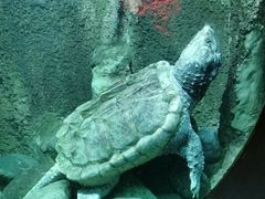 -太平洋海底世界